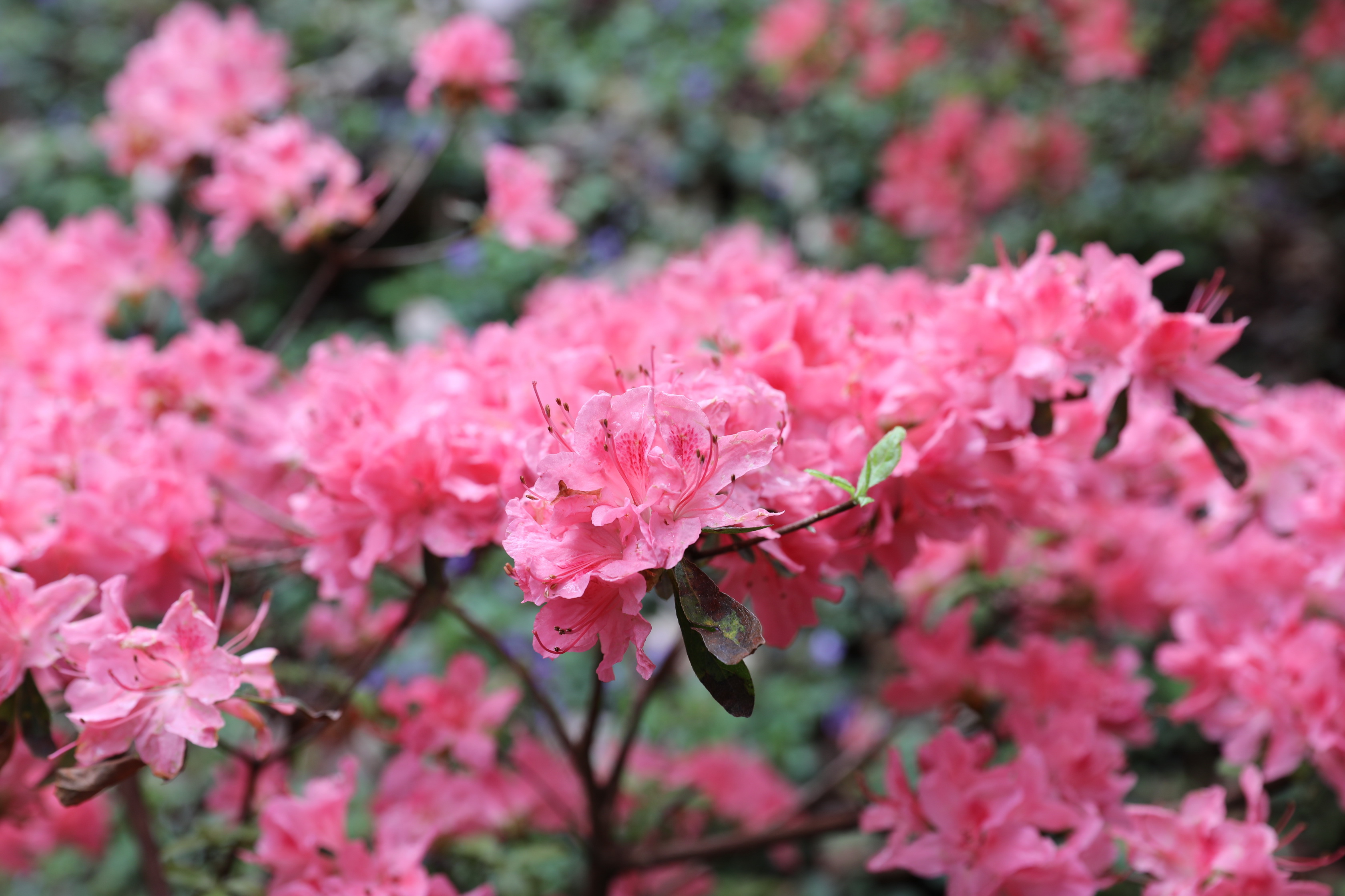 2019 09 21 15 11 19 Canon EOS 5D Mark IV 0007